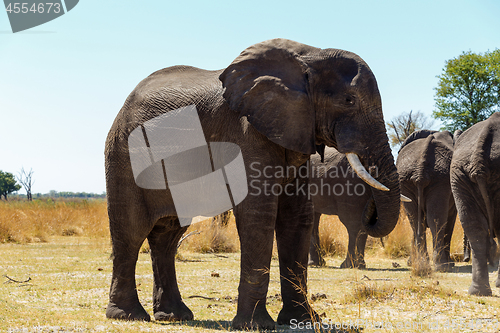 Image of African elephant Africa safari wildlife and wilderness