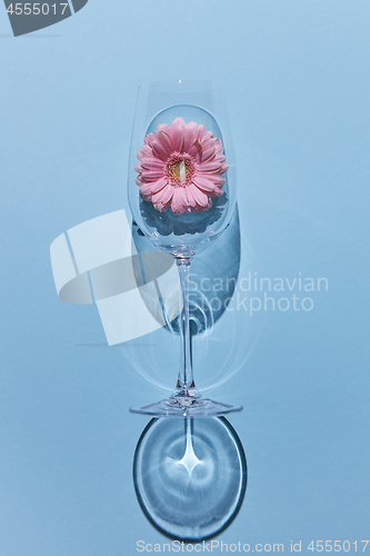 Image of Glass of wine and pink gerbera on a blue background. Holiday postcard