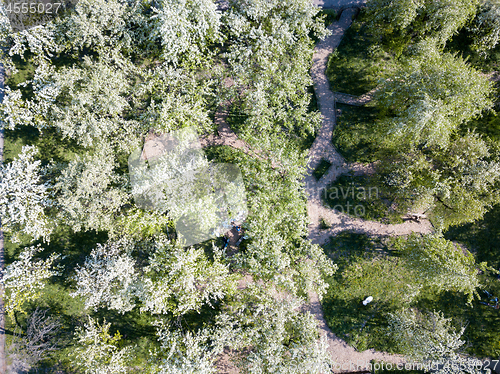 Image of Spring blossoming park sunny day, Kiev, Ukraine. Aerial view