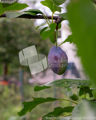 Image of One plum on a branch in a rural garden. Eco-friendly food