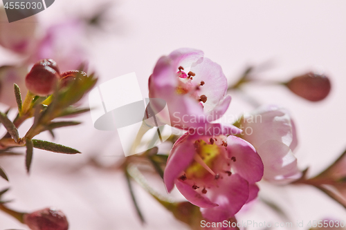 Image of Spring pink flowers on a pink background close-up. Floral backgr