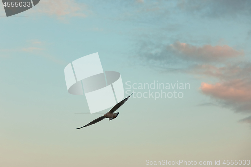 Image of the seagull is flying in the sky