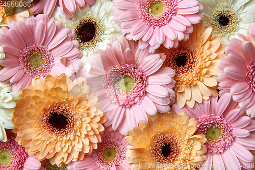 Image of Bright floral background of gerberas, greeting card. Spring concept