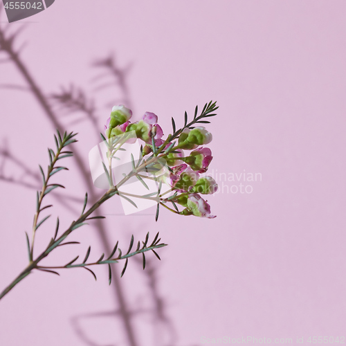 Image of Spring composition, a branch of pink flowers on a pink backgroun