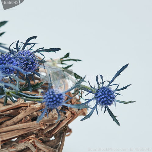 Image of Blue flowers eryngium in a nest of branches