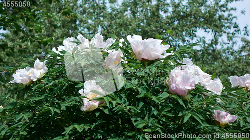 Image of A bush with gently pink flowers peonies in blossom in the summer in a botanical garden