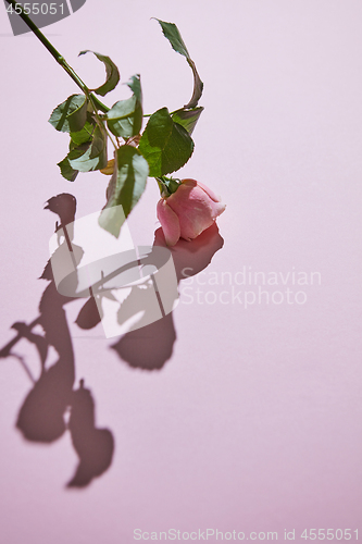 Image of An elegant pink rose on a purple background. Holiday postcard