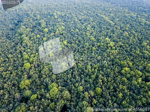 Image of Panoramic view from drone to forest plantation. Texture of trees background.