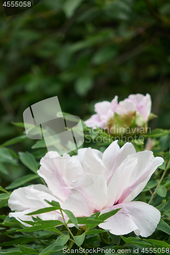 Image of Close-up of a light pink delicate flower of a pion in the garden on a background of green leaves