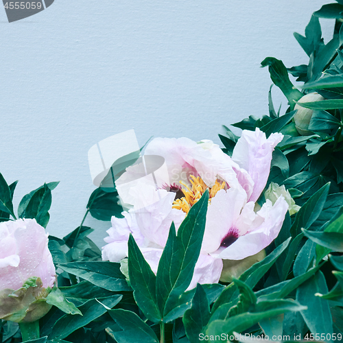 Image of beautiful light pink white flower peony on a background of green leaves and blue background