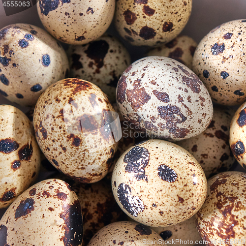 Image of Closeup of small quail eggs in a bowl. Organic healthy product. Top view