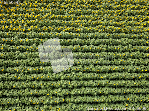 Image of Natural agricultural sunflowers field , aerial view from drone at summer time.