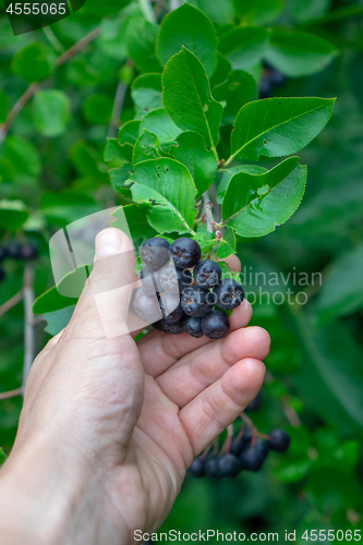 Image of A man\'s hand holds a bunch of berries of chokeberry on a branch in the garden