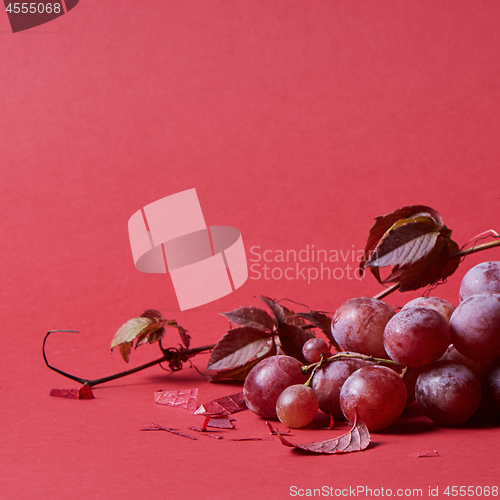 Image of Ripe red grape. Pink bunch with leaves isolated on red
