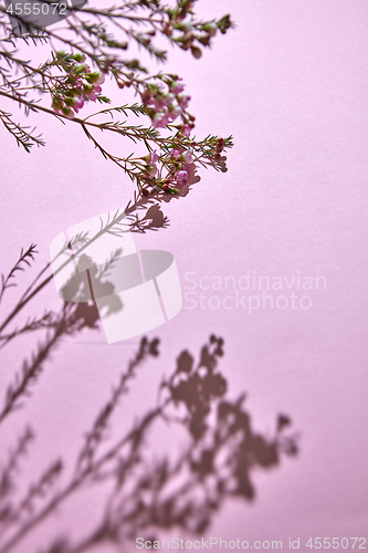 Image of Branch with pink flowers on a pink background