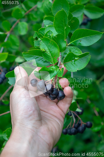 Image of A man\'s hand holds a ripe juicy aronia berry. Vitamin healthy food