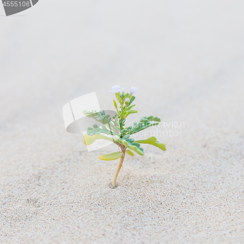 Image of Single sprout blooming in desert sands.