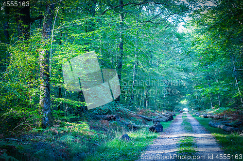 Image of Path leading into the forest