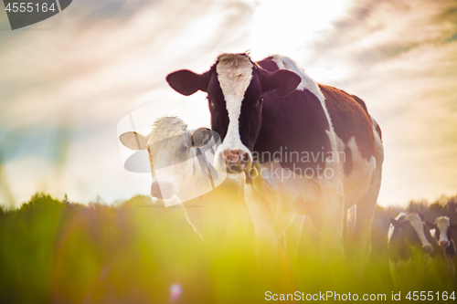 Image of Cows taken against light in a vintage style