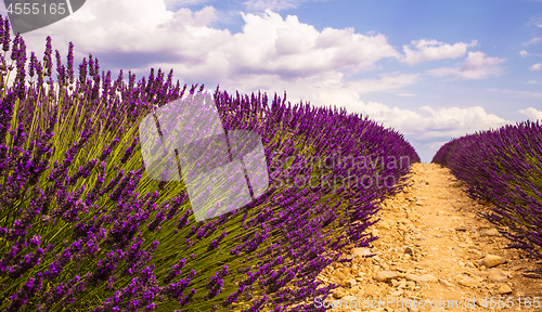 Image of Lavender cultivated field In Provence