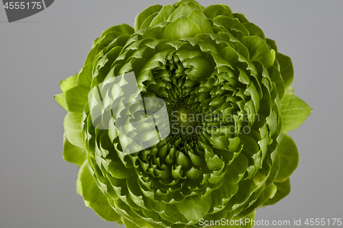 Image of green flower on a gray background