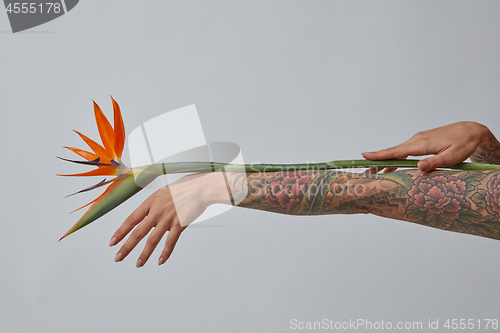 Image of An orange strelitzia flower decorates a female hand on a gray background with a copy space