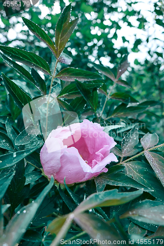 Image of A drop of dew on a pink peony flower blooming on a bush, shot close-up on background of green foliage.