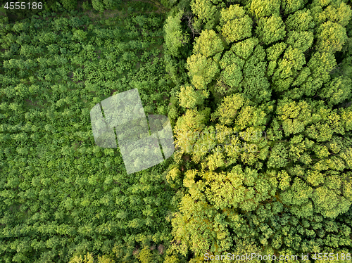 Image of Aerial view from the drone, a bird\'s eye view to the forest with green plantings of various ages and heights.