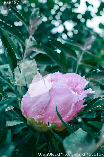 Image of A drop of dew on a pink peony flower blooming on a bush, shot close-up on background of green foliage.