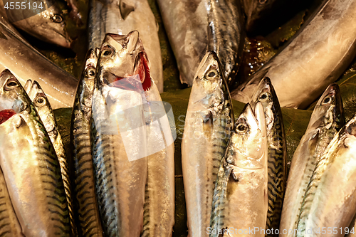 Image of Freah fish in the store