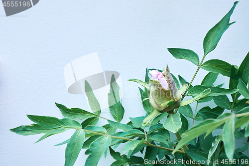 Image of A bud of a gently pink flower peony on a flowering bush with green leaves on blue background, shot close-up. Space for text.