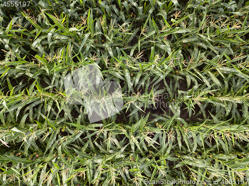 Image of Natural green field of corn. Top view aerial photo from drone