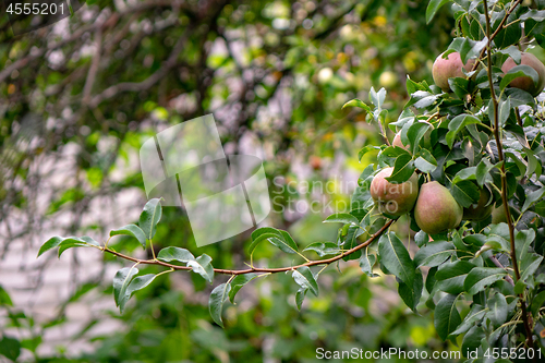 Image of A branch with unripe pears in a fruit summer garden. Healthy food