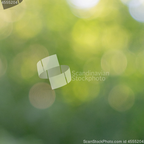 Image of Green trees. Blurred summer background with bokeh effect. Creative colorful layout