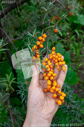 Image of A man\'s hand holds ripe sea-buckthorn berries on a branch in the garden. A healthy organic product