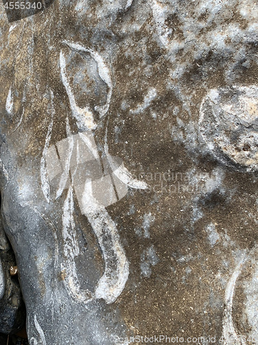 Image of Ancient fossils from the sea exposed on rock