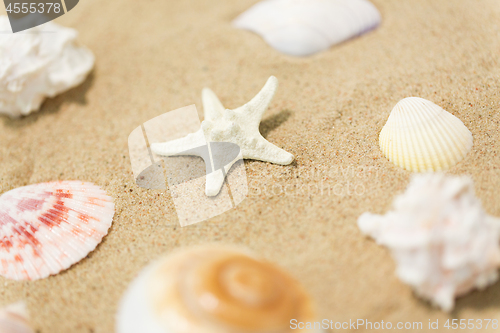 Image of starfish and seashells on beach sand