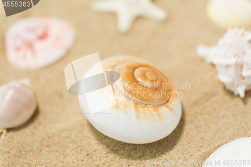 Image of seashells on beach sand