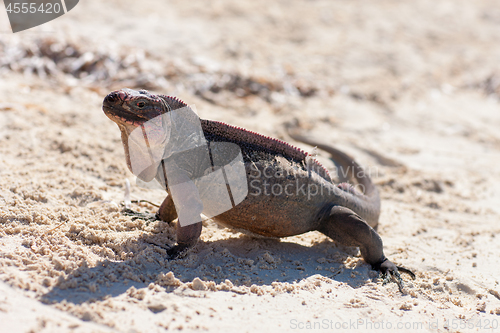 Image of exuma island iguana in the bahamas