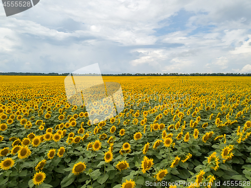 Image of Natural summer landscape with a blooming field of yellow sunflowers against the background of a cloudy sky.