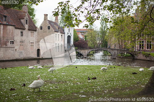 Image of White swans on the pond