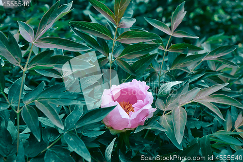 Image of A gentle bud of a pink peony among the green leaves of a bush