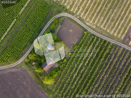 Image of Aerial view planting young trees for planting and gardening. Photo from the drone