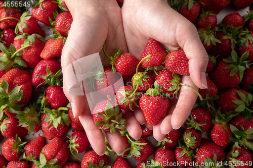 Image of Female hands hold a freshly picked ripe strawberry. Flat lay