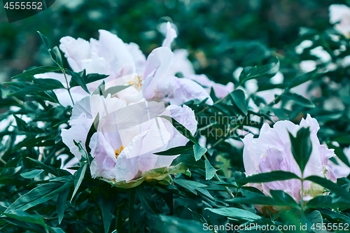 Image of A bush with gently pink flowers peonies in blossom in the summer in a botanical garden