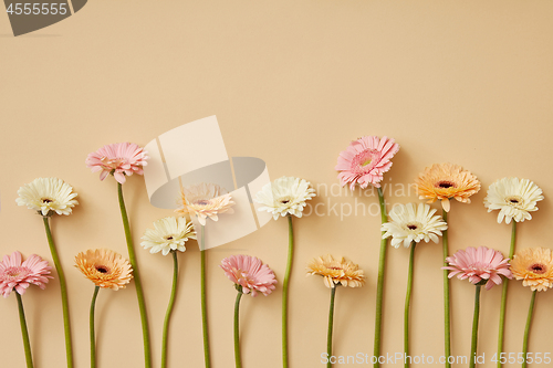 Image of Composition from different gerberas on a yellow paper background.