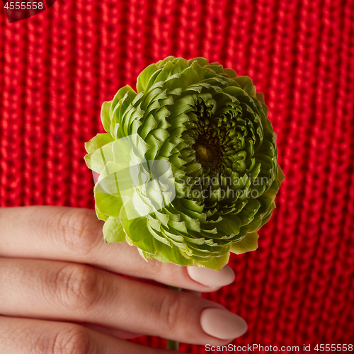 Image of female hands holding a green flower