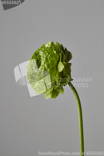 Image of green flower on a gray background