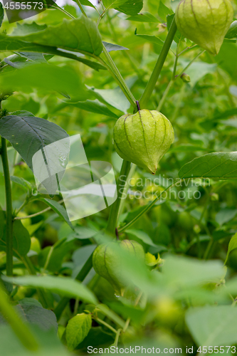 Image of Branch with unripe physalis in the summer garden. Agricultural plant