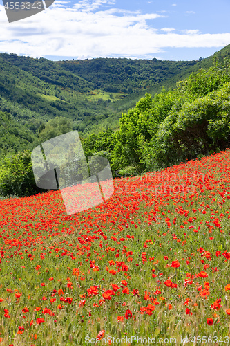 Image of poppy field